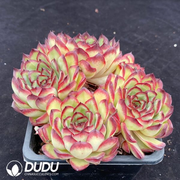 Echeveria Bolognese Rose Clustering - Image 2