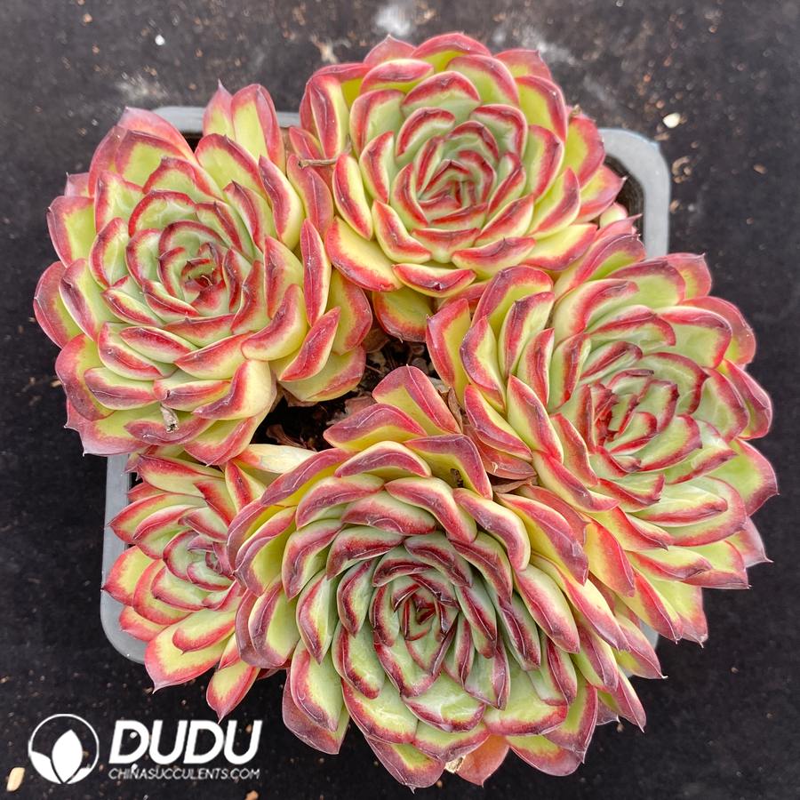 10671D140.jpg Echeveria Bolognese Rose Clustering - Image 1