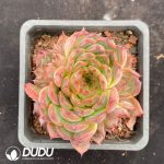 Echeveria Crystal Clustering