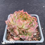 Echeveria Crystal Clustering - Image 2