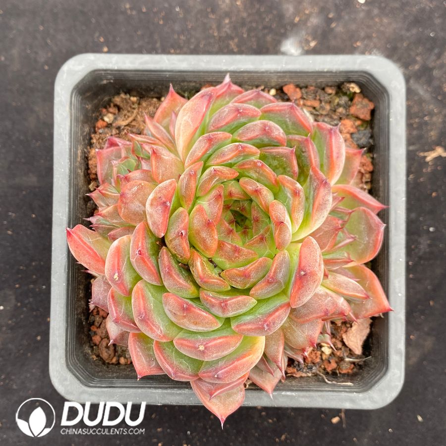 10672D140.jpg Echeveria Crystal Clustering - Image 1