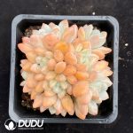 Pachyveria Perfume Clustering