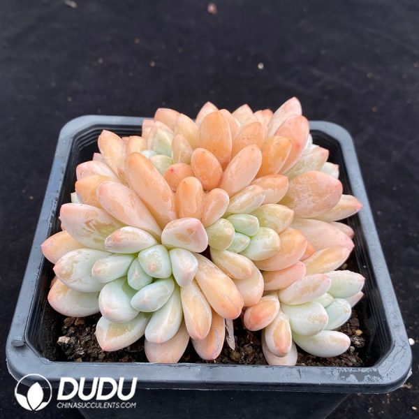 Pachyveria Perfume Clustering - Image 2