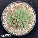 Echeveria Grape Clustering