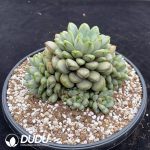 Echeveria Grape Clustering - Image 2