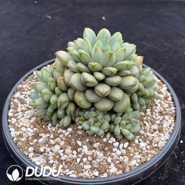 Echeveria Grape Clustering - Image 2
