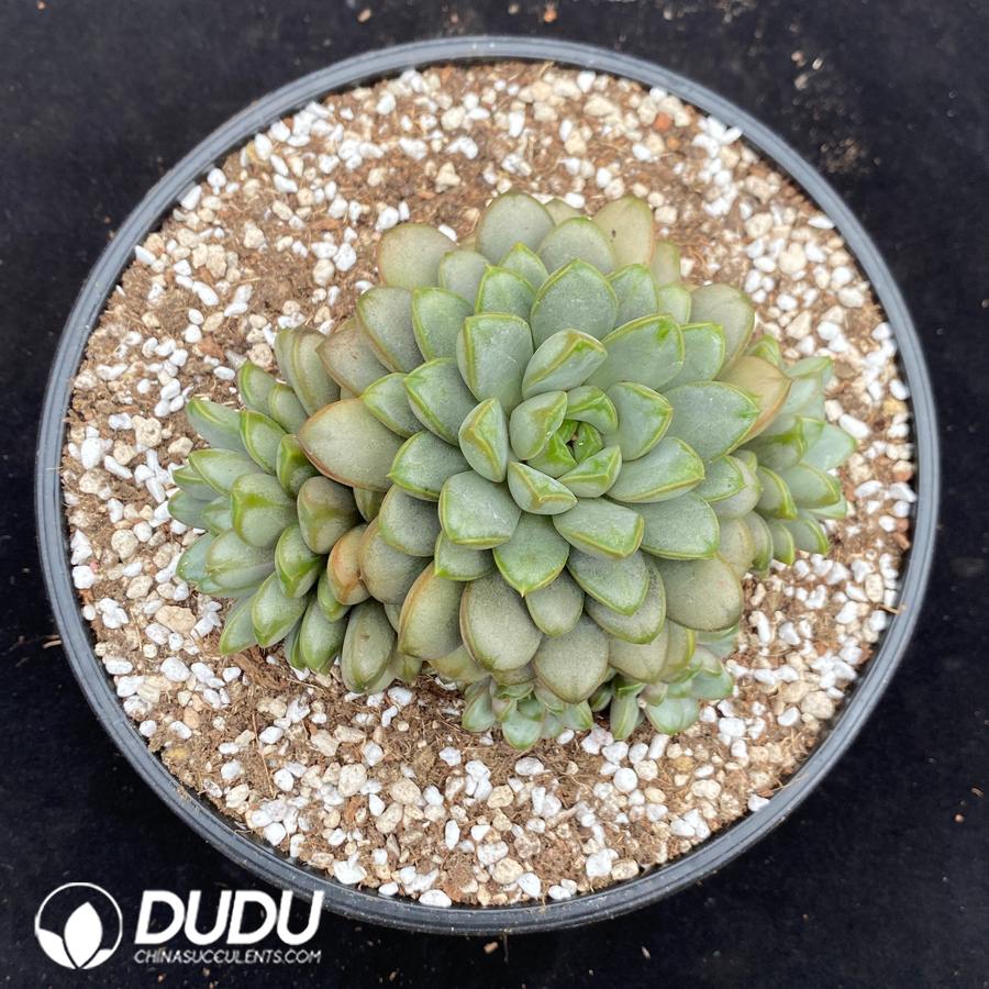 10674D160.jpg Echeveria Grape Clustering - Image 1