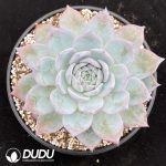 Echeveria Black Card