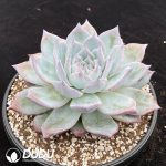 Echeveria Black Card - Image 2