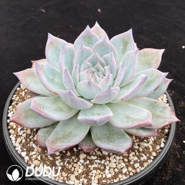 Echeveria Black Card - Image 2