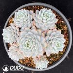 Echeveria Star Orange Clustering