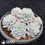Echeveria Star Orange Clustering - Image 2
