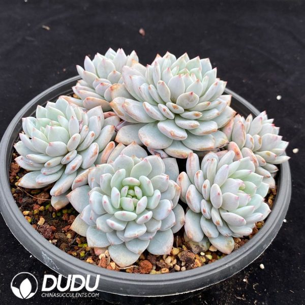 Echeveria Star Orange Clustering - Image 2