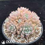 Echeveria White Dew Clustering - Image 2