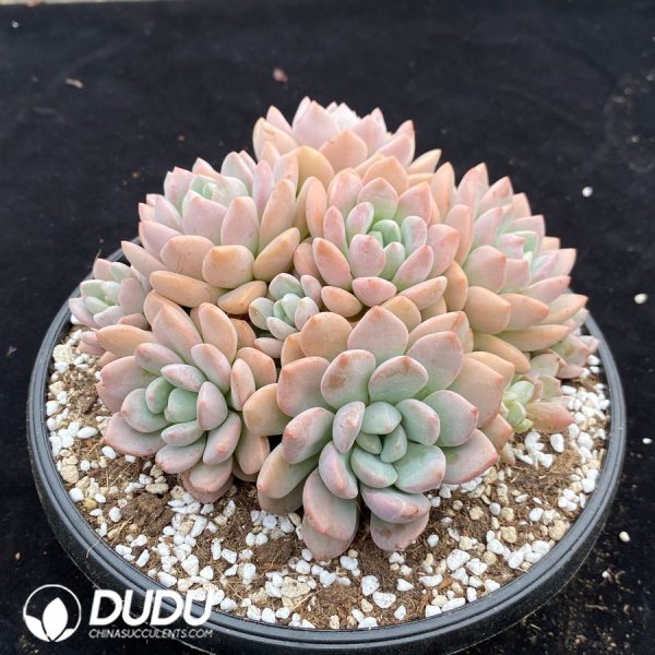Echeveria White Dew Clustering - Image 2