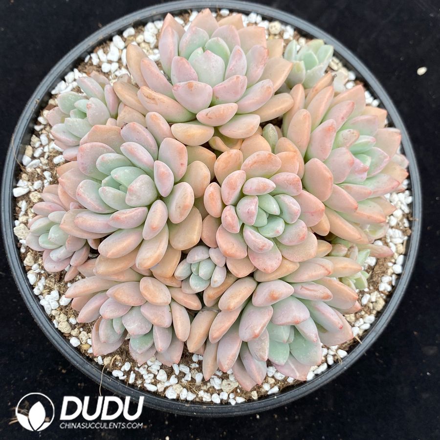 10677D160.jpg Echeveria White Dew Clustering - Image 1