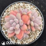 Pachyphytum Pink Lover Clustering