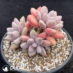 Pachyphytum Pink Lover Clustering - Image 2