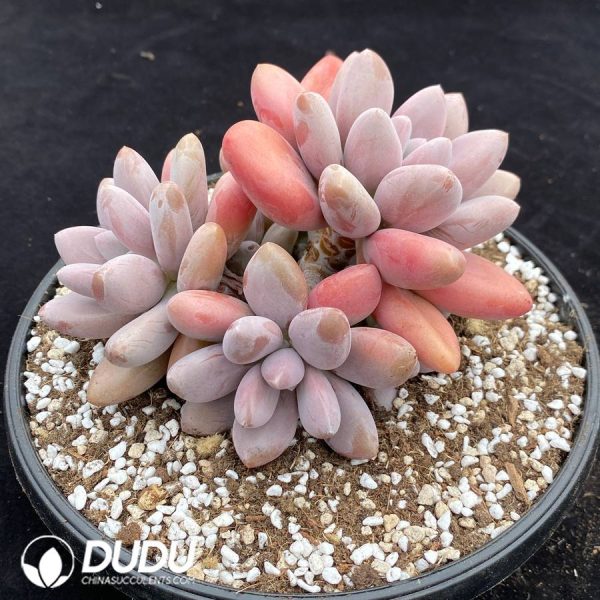 Pachyphytum Pink Lover Clustering - Image 2