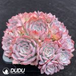 Echeveria Red Minima Clustering - Image 2