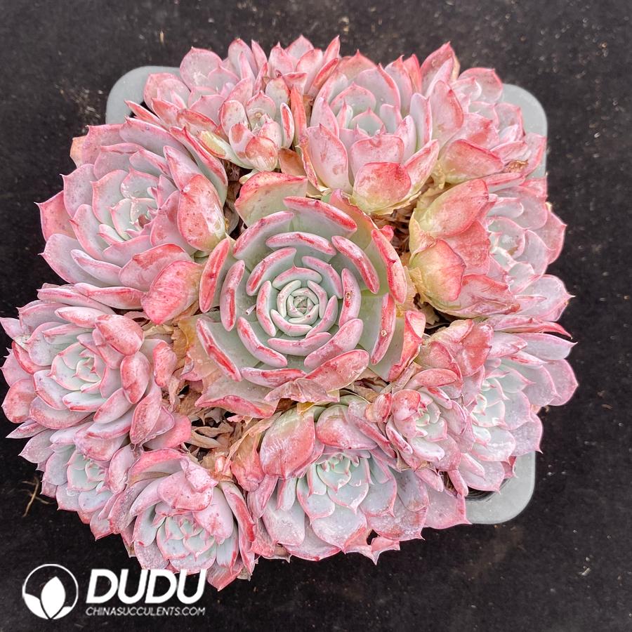 10679D140.jpg Echeveria Red Minima Clustering - Image 1