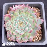 Echeveria Coloregg