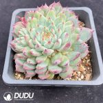Echeveria Coloregg - Image 2