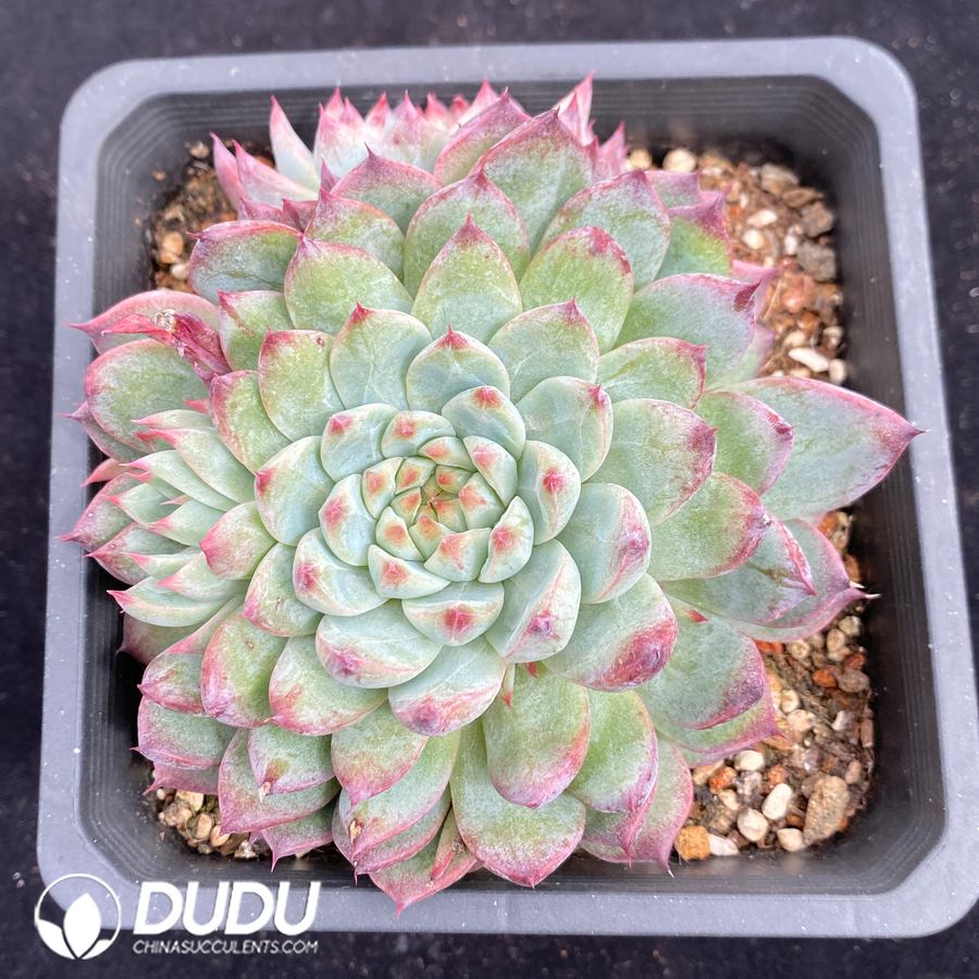 10680D140.jpg Echeveria Coloregg - Image 1