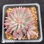 Pachyphytum Cherry