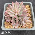 Pachyphytum Cherry - Image 2