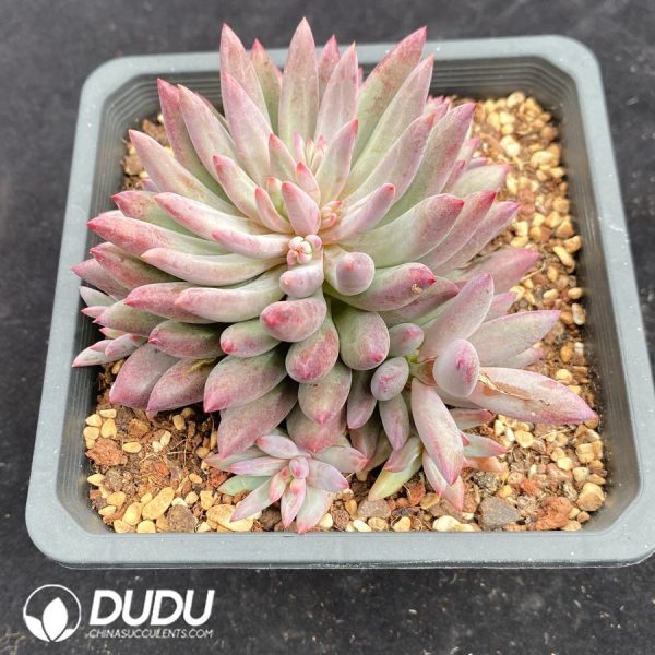 Pachyphytum Cherry - Image 2