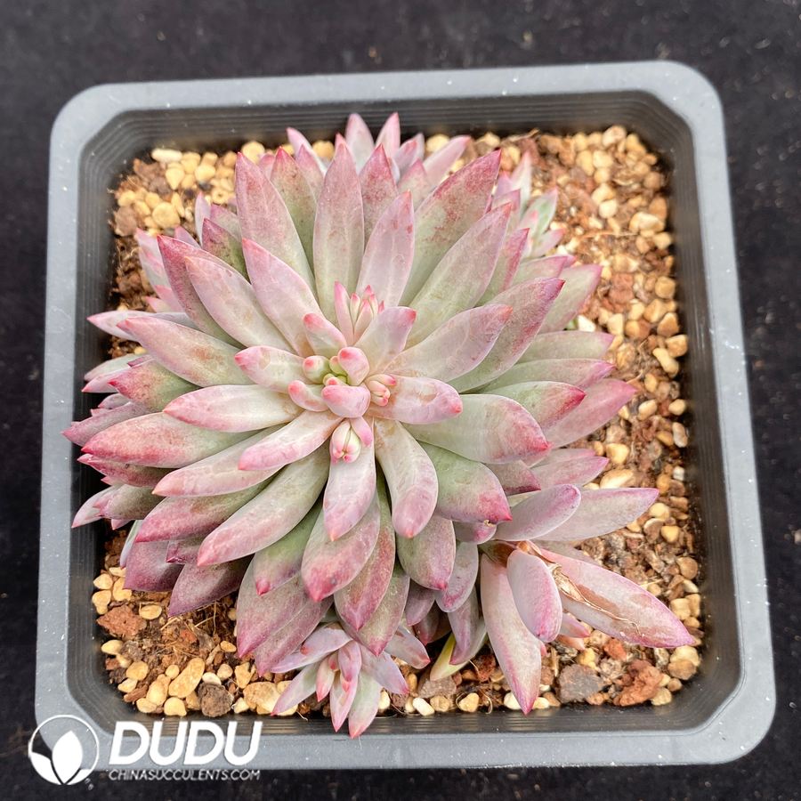 10681D140.jpg Pachyphytum Cherry - Image 1