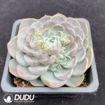Echeveria Fat Tiger - Image 2