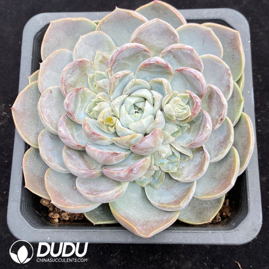 10682D140.jpg Echeveria Fat Tiger - Image 1
