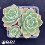 Echeveria Stellata