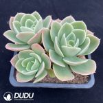 Echeveria Stellata - Image 2