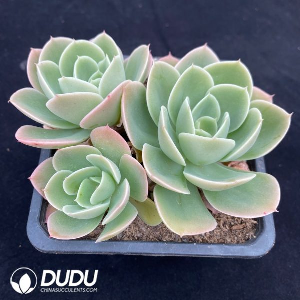 Echeveria Stellata - Image 2