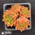 Echeveria agavoides Gol