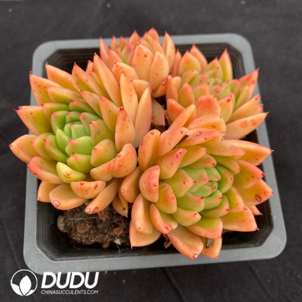 Echeveria agavoides Gol - Image 2
