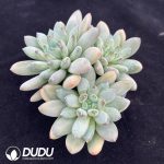 Echeveria Forest Heart cluster - Image 2