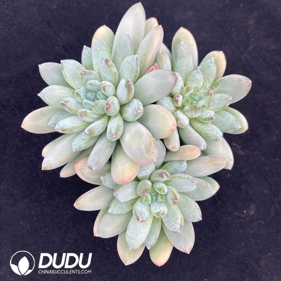 10687D90.jpg Echeveria Forest Heart cluster - Image 1