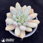 Echeveria Forest Heart - Image 2
