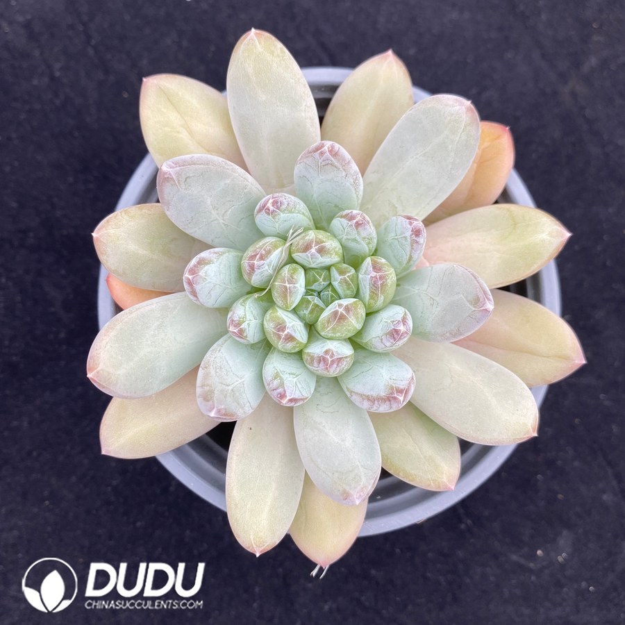 10688D90.jpg Echeveria Forest Heart - Image 1