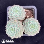 Echeveria Panda Face