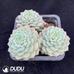Echeveria Panda Face - Image 2