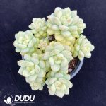 Echeveria Sunshine Rose cluster