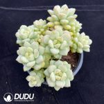 Echeveria Sunshine Rose cluster - Image 2