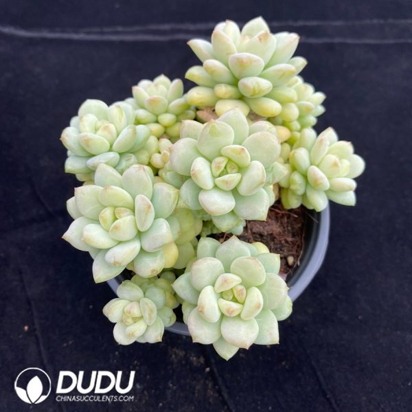 Echeveria Sunshine Rose cluster - Image 2