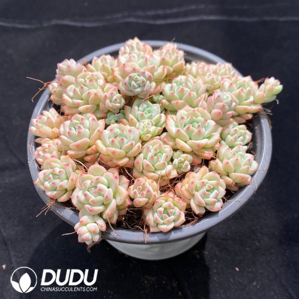 Echeveria Caramel Spirit - Image 2
