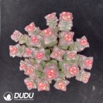 Crassula conjuncta Variegated